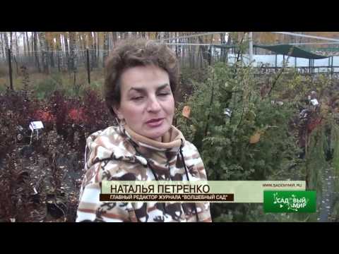Лучшие хвойные для участка с учетом их энергетики Лучшие хвойные для участка с учетом их энергетики
