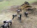 Saturna Lambs