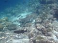 Blacktip Reef Shark
