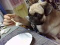 qtcheeze pug & jack russell