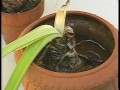 After Amaryllis Bloom