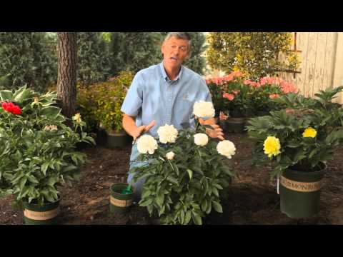 how to fertilize in the spring