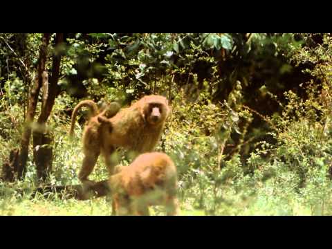 Africa salvaje