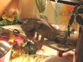 Iguanas do the Funnist Things