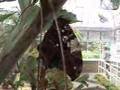 Stan Hywet Hall and Gardens Butterfly Exhibit