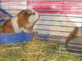 videos de gerbils, guinea pigs, bunnies & kittens