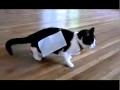 Cat + tape = Experiment