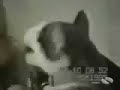 VIDEOS DE ANIMALES Y PERSONAS VIDEOS DE ANIMALES Y PERSONAS