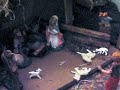 Ivan il criceto - Una passeggiata nel presepe
