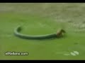Funny dogs