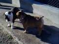 videos de Manzanilla