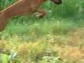 Rhodesian Ridgeback hunting mice