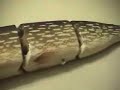 Homemade pike swimbait. The main body is 18