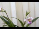 Phragmipedium schlimii in bloom video Phragmipedium schlimii in bloom video