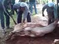 lembu korban