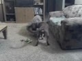 trudy and levi.AVI