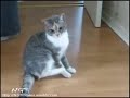 Funny Cat Fails / Bloopers