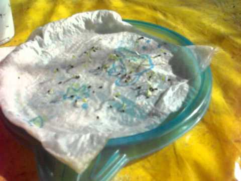 how to plant fruit seeds