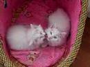 My Lovely Kittens (part 2)