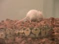 noodle the pastel ball python (royal python) eats live mouse