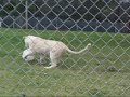 WHITE LIONS OF MOGO