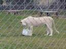 WHITE LIONS OF MOGO