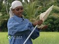 Cultivation of njavara,a traditional ayurvedicrice variety Cultivation of njavara,a traditional ayurvedicrice variety