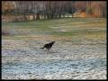 videos de The Incredible Mr. Bentley & his B
