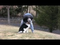 Adopting Shamus Our Newfoundland