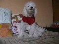 Perro bailando perreo chacalonero
