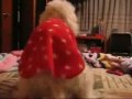 Perro bailando perreo chacalonero
