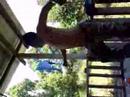 lawak joget kebun