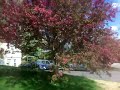 Spring trees Spring trees