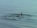 Orca Mix Orca Mix