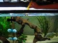 NavinwithP Maculatus NavinwithP Maculatus