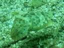 Sole & cuttlefish in Lembeh Strait Sole & cuttlefish in Lembeh Strait