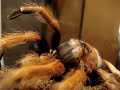 Brachypelma Boehmei molt [march 2008]