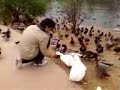 Pablo Feeds the ducks