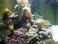 Meerwasser Aquarium