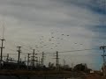 Aves migratorias en el canal de riego Aves migratorias en el canal de riego