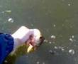 video image