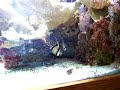 Bangai Cardinalfish Spawning