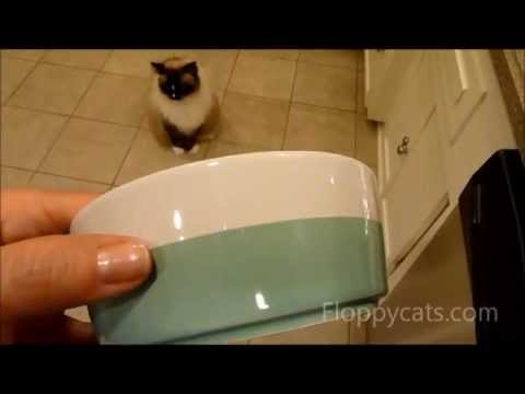 Waggo Dipper Bowls Review 0 Waggo Dipper Bowls Review
