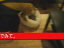??????neko cafe????????????????????? ??????neko cafe?????????????????????