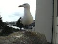 Stevan Seagull in Penzance