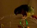 Bird rocking out to johnny cash