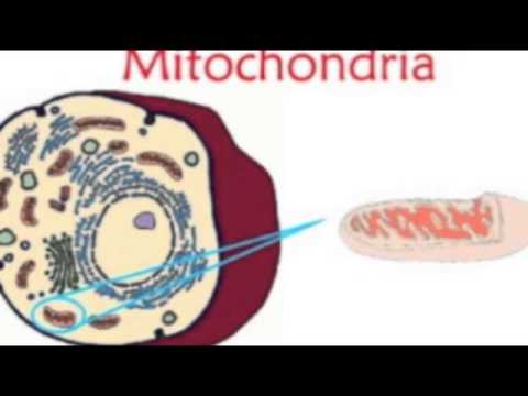 Mitochondria selling the cell nate and jake