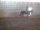Dressage Casey