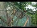Rochester Zoo Orangutangs Rochester Zoo Orangutangs