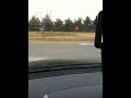 The Birds